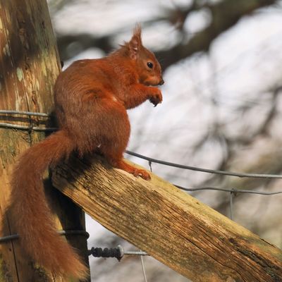 Red Squirrel, Ring Wood-RSPB Loch Lomond