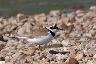 Little Ringed Plover, Endrick Water, Clyde