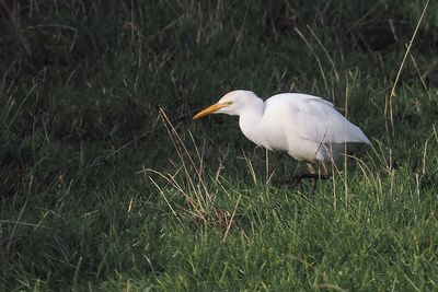 Cattle Egret, Sumburgh, Shetland