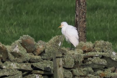 Cattle Egret, Sumburgh, Shetland