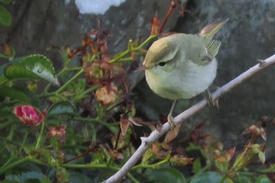 Greenish Warbler, Grutness, Shetland