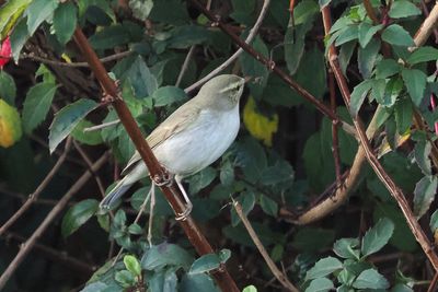 Greenish Warbler, Grutness, Shetland