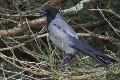 Hoddie Crow, Voxter. Shetland