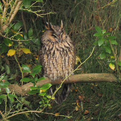 Long-eared Owl, Lerwick, Shetland
