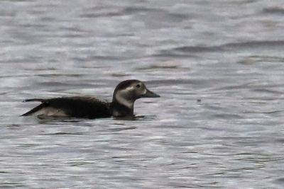 Long-tailed Duck, Uyeasound-Unst, Shetland