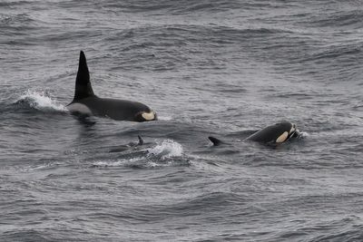 Orca, Sumburgh Head, Shetland