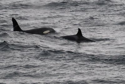 Orca, Sumburgh Head, Shetland