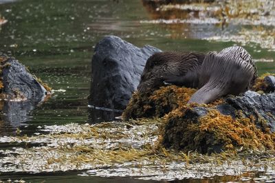 Otter, Collafirth, Shetland