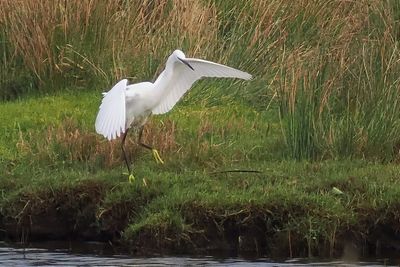 Little Egret, RSPB Loch Lomond