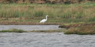 Great White Egret, RSPB Loch Lomond