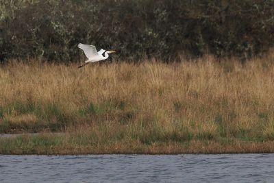 Great White Egret, RSPB Loch Lomond