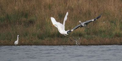 Great White Egret, Little Egret and Grey Heron, RSPB Loch Lomond