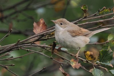 Common Whitethroat, Loch of Clickimin, Shetland