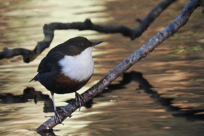 Dipper, Auchingyle Burn-Loch Lomond, Clyde