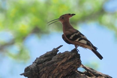 African Hoopoe - Moremi==>Mababe