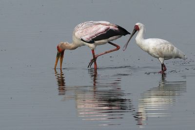 African Spoonbill & Yellow-billed Stork- Moremi