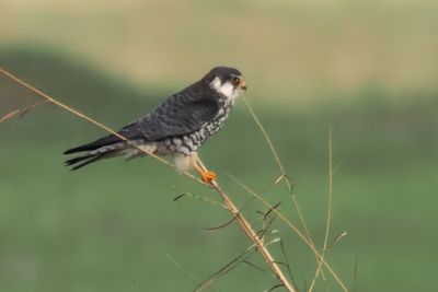 Amur Falcon - Savuti