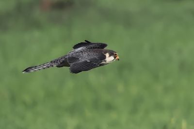 Amur Falcon - Savuti