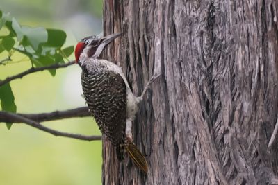 Bearded Woodpecker - Moremi==>Mababe