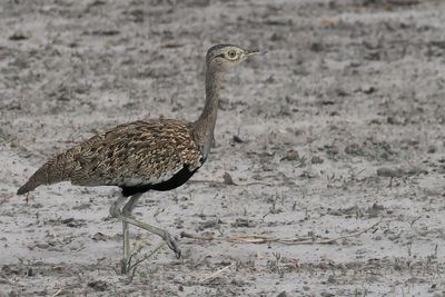 Black-bellied Bustard - Mababe