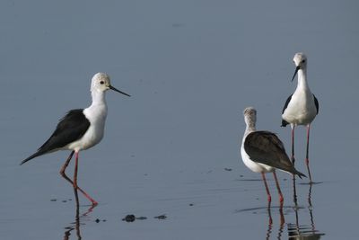 Black-winged Stilt - Moremi