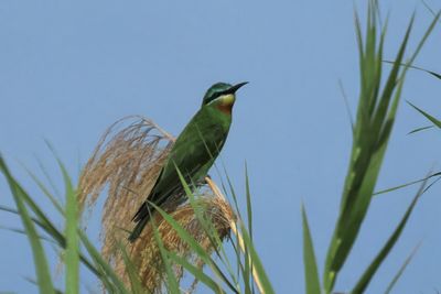 Blue-cheeked Bee-eater - Chobe River