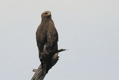 Brown Snake Eagle - Moremi