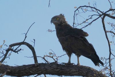 Brown Snake Eagle - Moremi