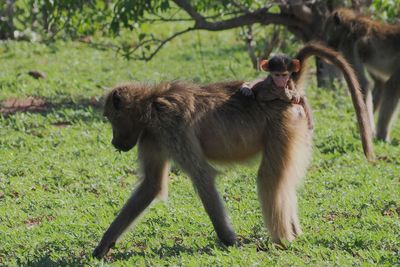 Chacma Baboon - Chobe