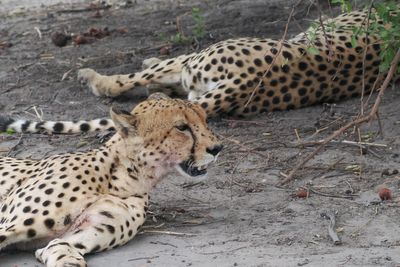 Cheetah - Mabape