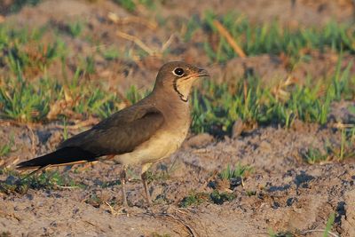 Collared or Red-winged Pratincole - Moremi