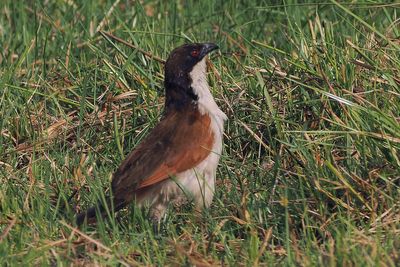 Coppery-tailed Coucal - Moremi