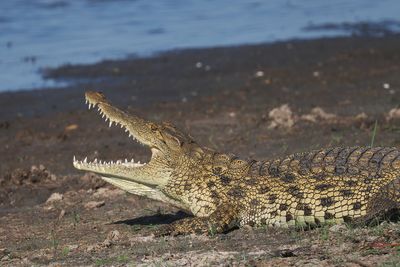 Crocodile - Moremi