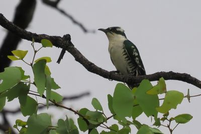 Diederik Cuckoo - Mabape