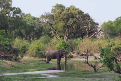 Elephant - Mabape