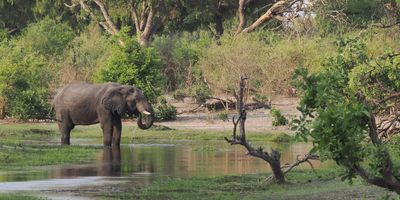 Elephant - Mabape