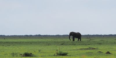 Elephant - Savuti