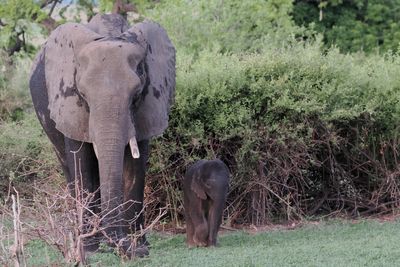 Elephant - Chobe