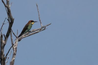 European Bee-eater - Mabape
