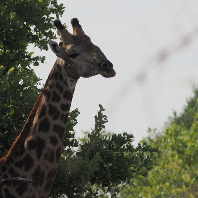 Giraffe - Mabape