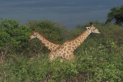 Giraffe - Savuti