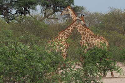 Giraffe - Savuti