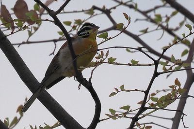 Golden-breasted Bunting - Mabape