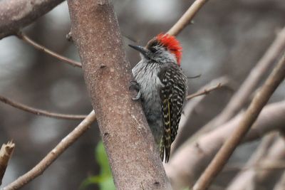 Golden-tailed Woodpecker - Chobe