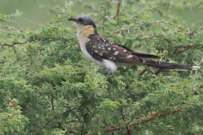 Great Spotted Cuckoo - Savuti