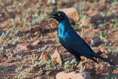 Greater Blue-eared Starling - Chobe