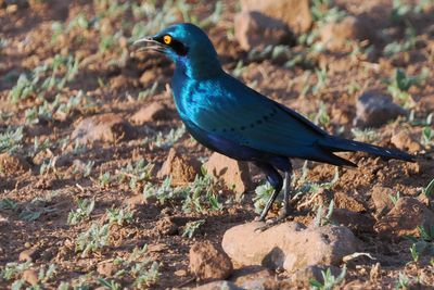 Greater Blue-eared Starling - Chobe
