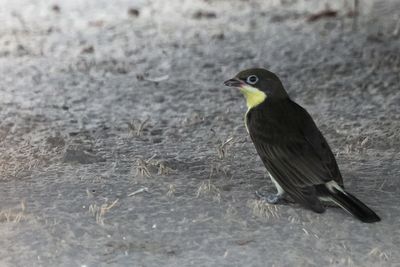 Greater Honeyguide - Mabape