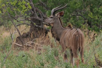 Greater Kudu - Mabape
