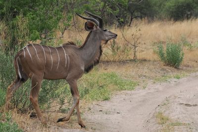 Greater Kudu - Mabape